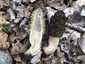 Hegyes kucsmagomba (Morchella deliciosa), Pilis